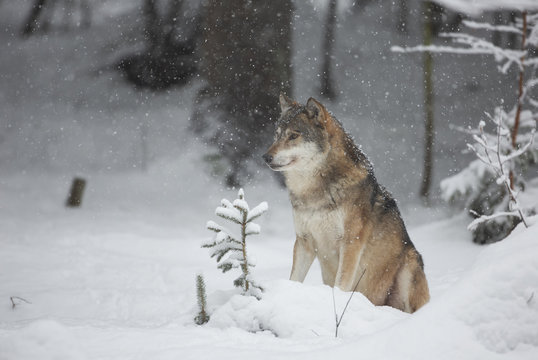 Wolves in winer