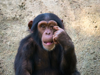 Chimpanz&eacute;