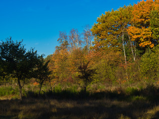 Waldlandschaft im Herbst