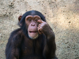 Chimpanzé
