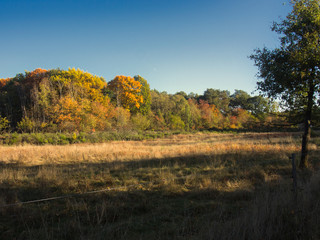 Fototapeta premium Waldlandschaft im Herbst