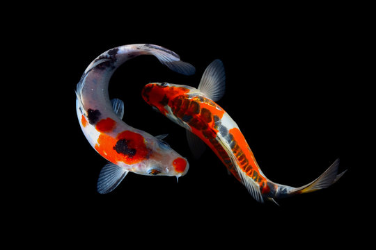 Koi Fish Images – Browse 84,382 Stock Photos, Vectors, And Video | Adobe  Stock