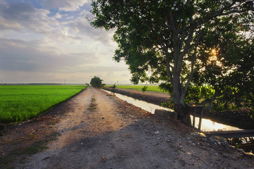 Rural area over sunrise background surrounding with beautiful landscape of green paddy rice field