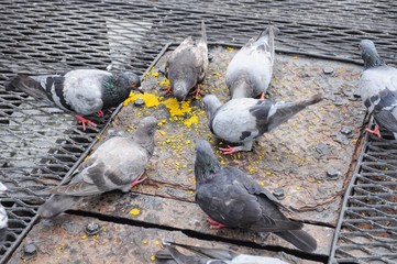 Fototapeta premium Close up of pigeon bird 