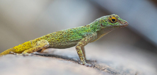 Gecko