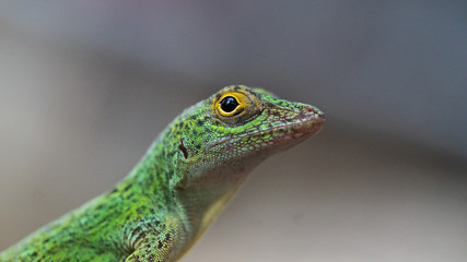 Gecko