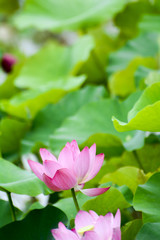 Obraz premium Lotus flower plants