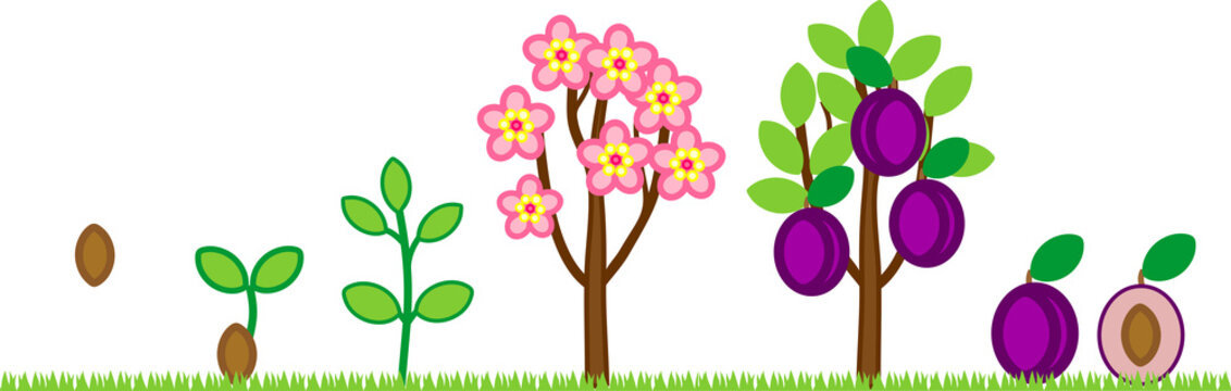 Life cycle of plum tree. Plant growth stage from seed to tree with fruits