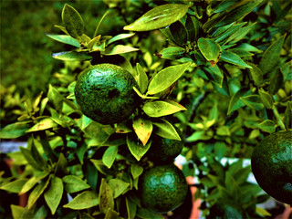 Green fresh sweet tangerines. Beauty natural background. mandarin fruits on a tree_
