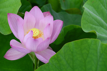 Fototapeta premium Lotus flower plants