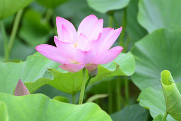 Fototapeta premium Lotus flower plants