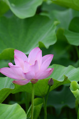 Lotus flower plants