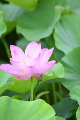 Obraz premium Lotus flower plants