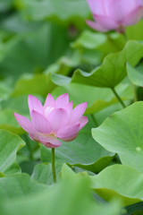Lotus flower plants