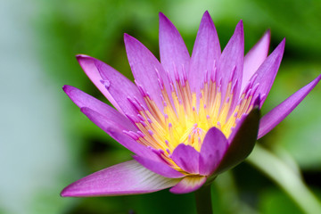 Lotus flower plants