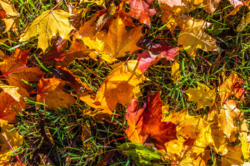 Autumn Background with Red and Orange Autumn Leaves on a ground. Autumnal concept