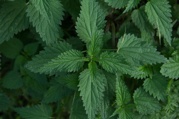 stinging nettle leaves