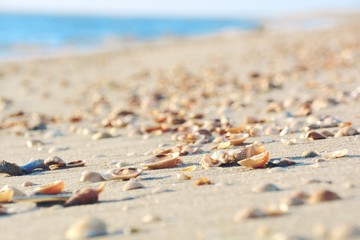 Grußkarte - Strandurlaub - Strand mit Muscheln