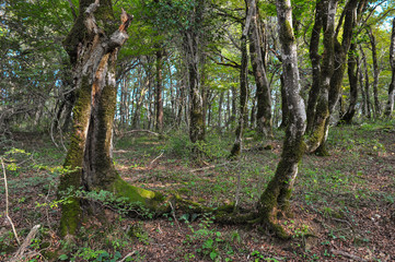 Sataplia nature reserve near Kutaisi, Georgia