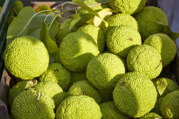 Pomifera Frucht Obst grün runzlig exotisch