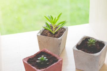 little plant in small flowerpot for garden decoration