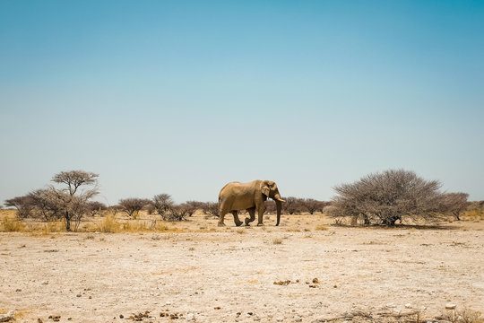 Wild elephants of africa