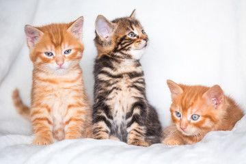 Fototapeta na wymiar Trio de chatons