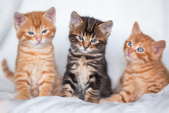 Trio de chatons