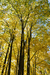 forest in autumn colors with fall foliage landscape background