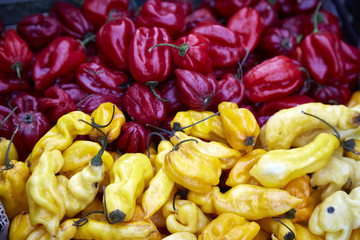 Paprika bunt frisch gesund Ernte rot gelb