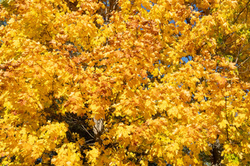 Autumn maple tree with yellow leaves
