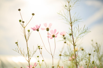 하늘과 코스모스