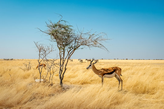 Springbok Etosha park Africa