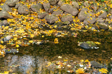Golden autumn leaves in a river