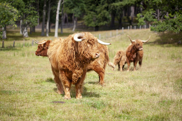 Toro y vacas de Escocia