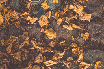 Autumn yellow foliage on the stone. Paving stone