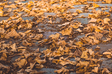 Autumn yellow foliage on the stone. Paving stone