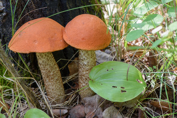 mushrooms in forest next to tree