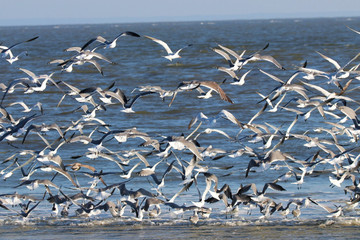 Seagulls and Royal Terns on the beach
