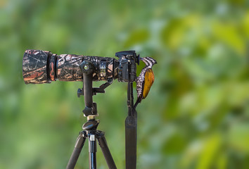 bird on the camera in the jungle