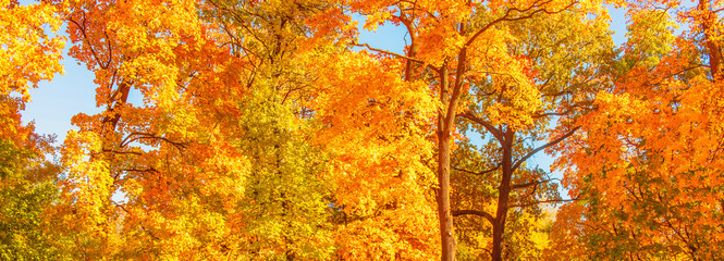 Autumn. Fall scene. Countryside landscape with red and yellow maple leaves, trees and meadow. .