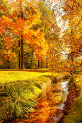 Autumn. Fall scene. Countryside landscape with red and yellow maple leaves, trees and meadow. .