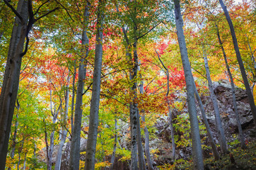 Autumn in Cozia, Carpathian Mountains, Romania. Vivid fall colors in forest. Scenery of nature with sunlight through branches of trees. Colorful Autumn Leaves. Green, yellow, orange, red.