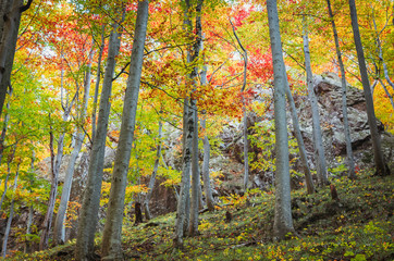 Autumn in Cozia, Carpathian Mountains, Romania. Vivid fall colors in forest. Scenery of nature with sunlight through branches of trees. Colorful Autumn Leaves. Green, yellow, orange, red.