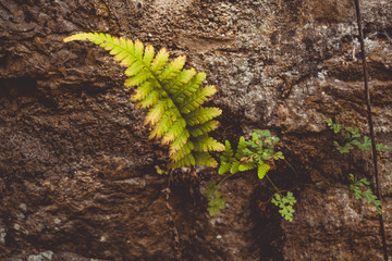 Wild fern. Fern in the rock.