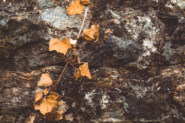 Autumn yellow foliage on the stone. Paving stone