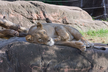 Asiatic Lion dozing off in Zoological garden .Osaka tennouji zoo,japan.