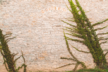 Creeper over stone wall