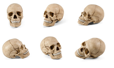 Six plastic human skulls at various angles on white background