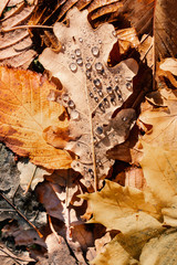 Vintage Autumn Background with Brown and Yellow  Autumn Leaves.  Autumnal concept